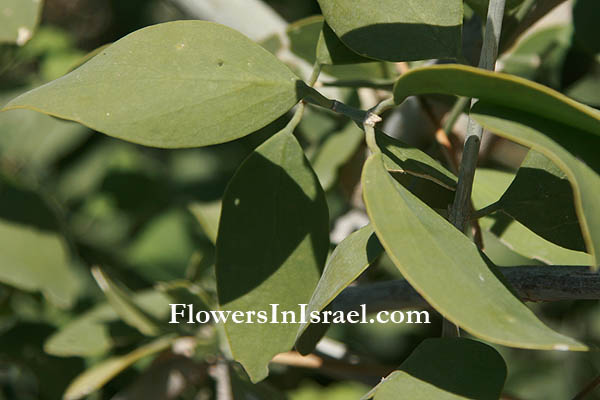 Israel, Native plants, Palestine