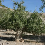 Salvadora persica, Flora, Israel, Wildflowers, green flowers