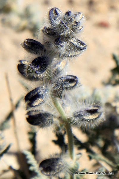 Flora, Israel, Flowers, Nature