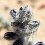 Salvia deserti,مريمية صحراوية, מרוות המדבר, native wildflowers