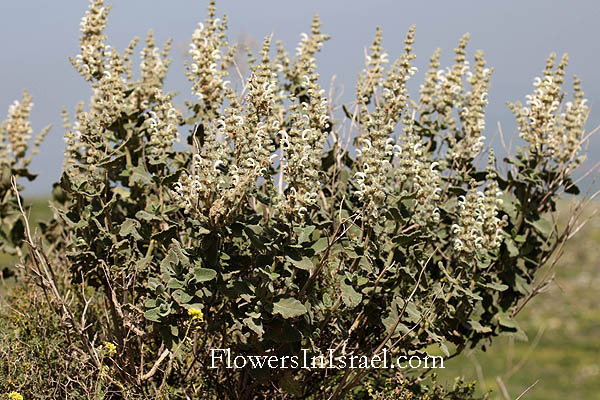 Salvia dominica, Salvia graveolens, Dominican Sage, , Khowwekha, خويخةמרווה ריחנית