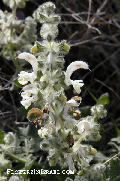 Salvia dominica, Salvia graveolens, Dominican Sage, מרווה ריחנית, Khowwekha, خويخة