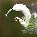 Salvia dominica, Israel, native wildflowers