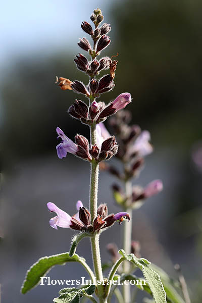 Salvia fruticosa, Salvia triloba, Greek oregano, Greek sage, Three-lobe sage, מרווה משולשת, اذانه, قصين , ميرمية