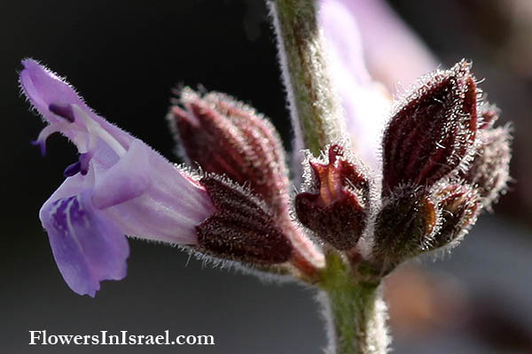 Flowers in Israel, Native plants, Palestine