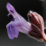 Salvia fruticosa, Israel, Flowers, Pictures