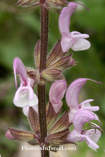 Salvia hierosolymitana, Jerusalem Sage, Red Sage, מרוות ירושלים