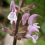 Salvia hierosolymitana, Israel, Flowers, Pictures