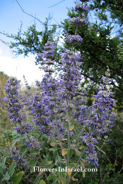 Salvia judaica, Judean Sage, מרוות יהודה