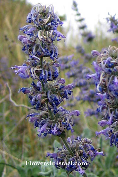 Israel native plants online