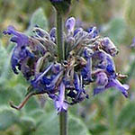 Salvia judaica, Judean Sage, מרוות יהודה , Israel, Violet colored Wildflowers