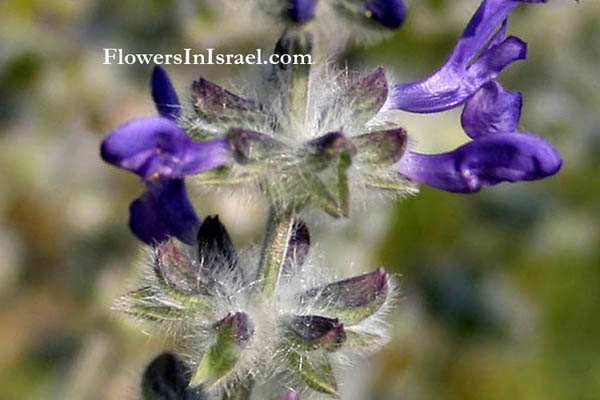 Salvia lanigera, Wrinkle-leaved sage, Wooly Sage, מרווה צמירה