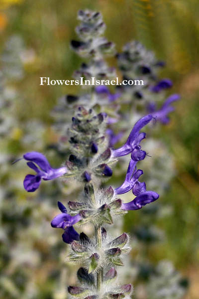 Salvia lanigera, Wrinkle-leaved sage, Wooly Sage, מרווה צמירה