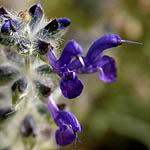 Salvia lanigera, Israel, Violet colored Wildflowers