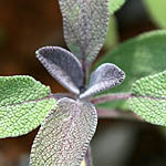 Salvia officinalis, Israel, Lilach flowers, Lilac Flowers