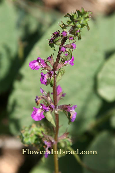 Salvia pinnata, Cut-leavef sage, قصعين ريشي,מרווה מנוצה