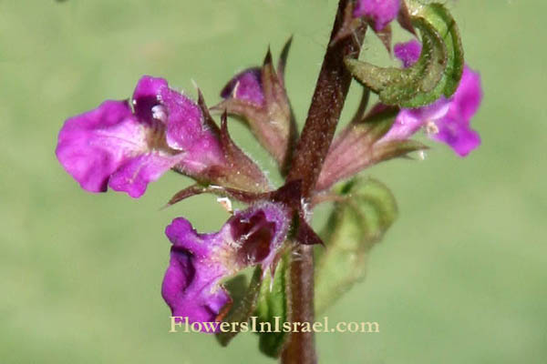 Flowers in Israel online, native plants, Palestine