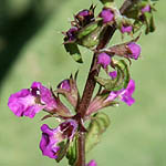 Salvia pinnata, Israel, wild purple flowers