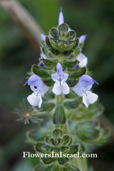 Salvia verbenaca,Salvia clandestina, Wild clary,Vervain sage, Wild sage, قصعين رعي الحمام ,מרווה מצויה 