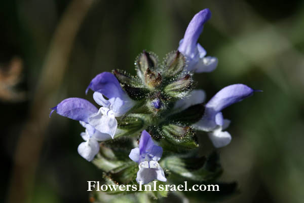 Salvia verbenaca,Salvia clandestina, Wild clary,Vervain sage, Wild sage, מרווה מצויה,قصعين رعي الحمام 