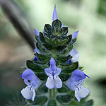 Salvia verbenaca, Israel wildflowers, Dark Blue Flowers