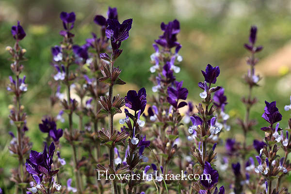 Salvia viridis,Salvia horminum,Annual Clary, Bluebeard, Orminon, Painted Sage, Red-topped Sage, Hormino silvestre, מרווה דגולה, מרווה ירוקה