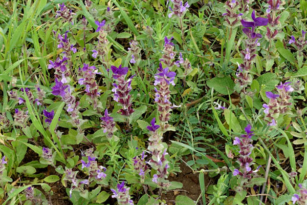 Israel Flowers and native plants