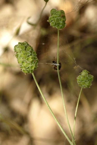 Sanguisorba minor, Poterium sanguisorba, Small burnet, Salad burnet, Garden burnet, בן-סירה מיובל,  مرقئة صغيرة