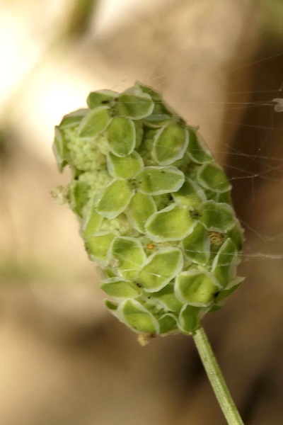 Sanguisorba minor, Poterium sanguisorba, Small burnet, Salad burnet, Garden burnet, בן-סירה מיובל,  مرقئة صغيرة