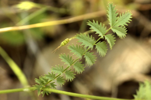 Sanguisorba minor, Poterium sanguisorba, Small burnet, Salad burnet, Garden burnet, בן-סירה מיובל,  مرقئة صغيرة