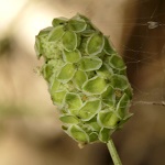 Sanguisorba minor, Poterium sanguisorba, Small burnet, Salad burnet, Garden burnet, בן-סירה מיובל,  مرقئة صغيرة