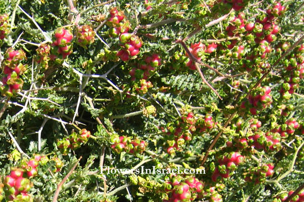 Israel Flowers