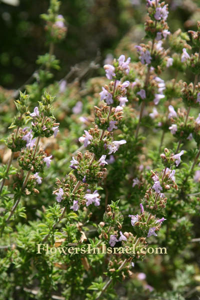 Flora, Israel, Wildflowers, Florist