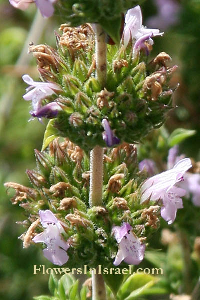 Satureja thymbra, Thyme-leaved savory, Pink savory, Barrel Sweetener, Whorled savory, Roman hyssop,ندغ البساتين ,צתרה ורודה