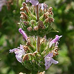 Satureja thymbra, Israel Pink Flowers, wildflowers