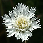 Scabiosa palaestina, Israel, native wildflowers