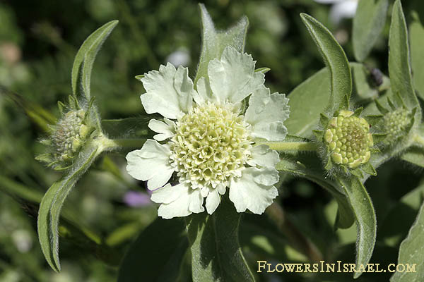 Scabiosa prolifera, Lomelosia prolifera, Prolific Scabious, Carmel Daisy,جربية مخلفة - كعب الغزال ,תגית מצויה