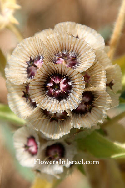 Scabiosa prolifera,Lomelosia prolifera, Prolific Scabious, Carmel Daisy, תגית מצויה