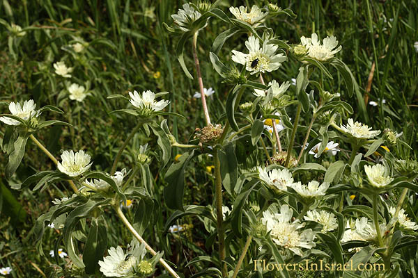 Scabiosa prolifera,Lomelosia prolifera, Prolific Scabious, תגית מצויה