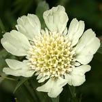 Scabiosa prolifera, Israel, Cream colored flowers