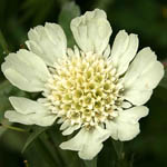 Scabiosa prolifera, Israel, native wildflowers