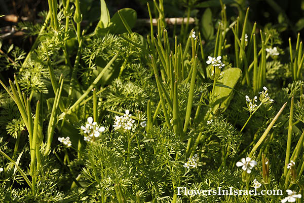 Flora, Israel, Wildflowers, Florist