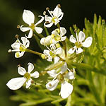 Scandix pecten-veneris, Israel, Flowers, Pictures