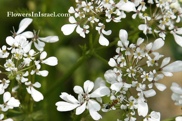 Flora of Israel online