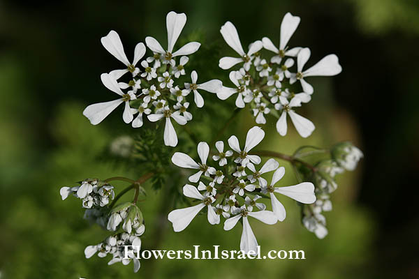 Flora of Israel, Fleurs sauvages, Wildblumen, Fiori, флоры, Flores Silvestres