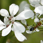 Scandix verna, Israel, native wildflowers