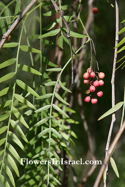 Schinus molle, Peppercorn Tree, Californian pepper, Peruvian mastic tree, الفلفل البيروفي, פלפלון רך