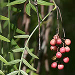 Schinus molle, Israel, native wildflowers