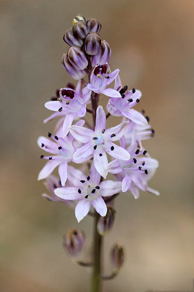 Scilla autumnalis, Prospero autumnale, Autumn Squill, العنصل الخريفي ,בן-חצב סתווני