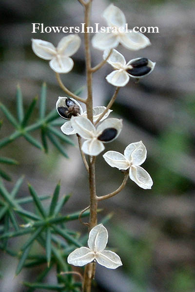 Scilla autumnalis, Autumn Squill, Winter Hyacinth, בן-חצב סתווני